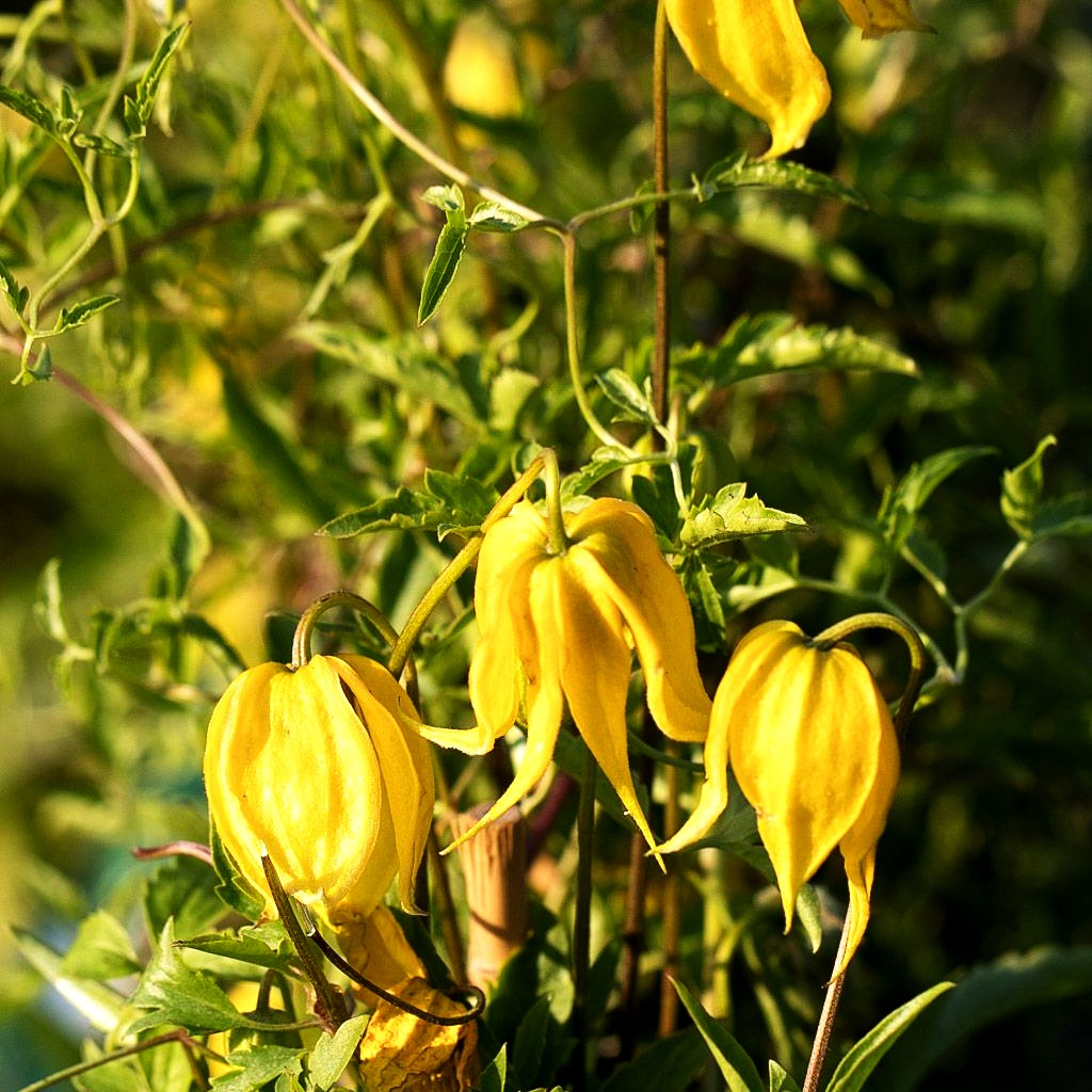 Gold-Waldrebe (Clematis tangutica)