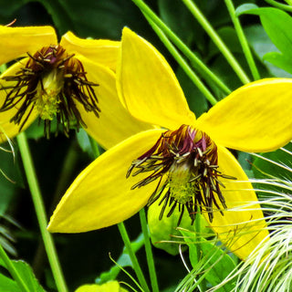 Gold-Waldrebe 'Golden Harvest' (Clematis tangutica)