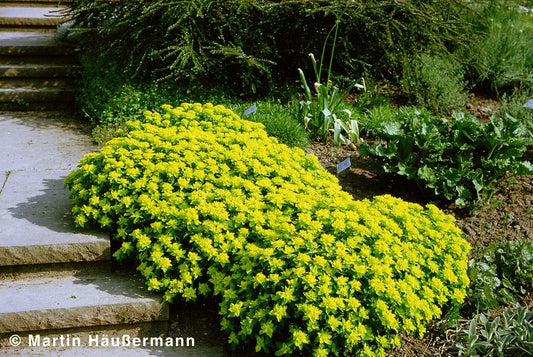 Gold-Wolfsmilch (Euphorbia polychroma)