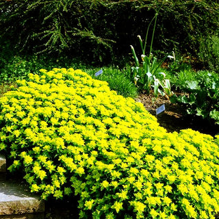 Gold-Wolfsmilch (Euphorbia polychroma)