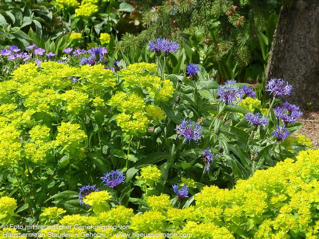Gold-Wolfsmilch (Euphorbia polychroma)