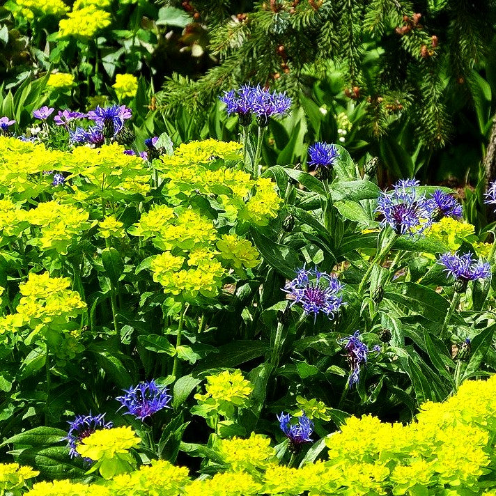 Gold-Wolfsmilch (Euphorbia polychroma)
