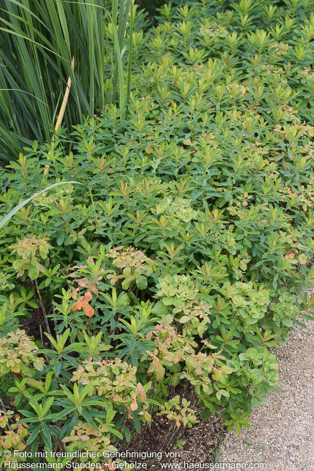Gold-Wolfsmilch (Euphorbia polychroma)