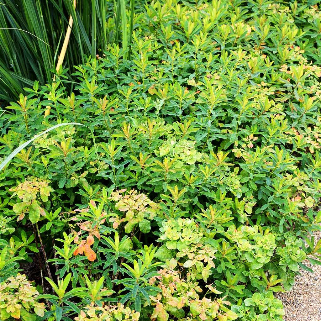 Gold-Wolfsmilch (Euphorbia polychroma)