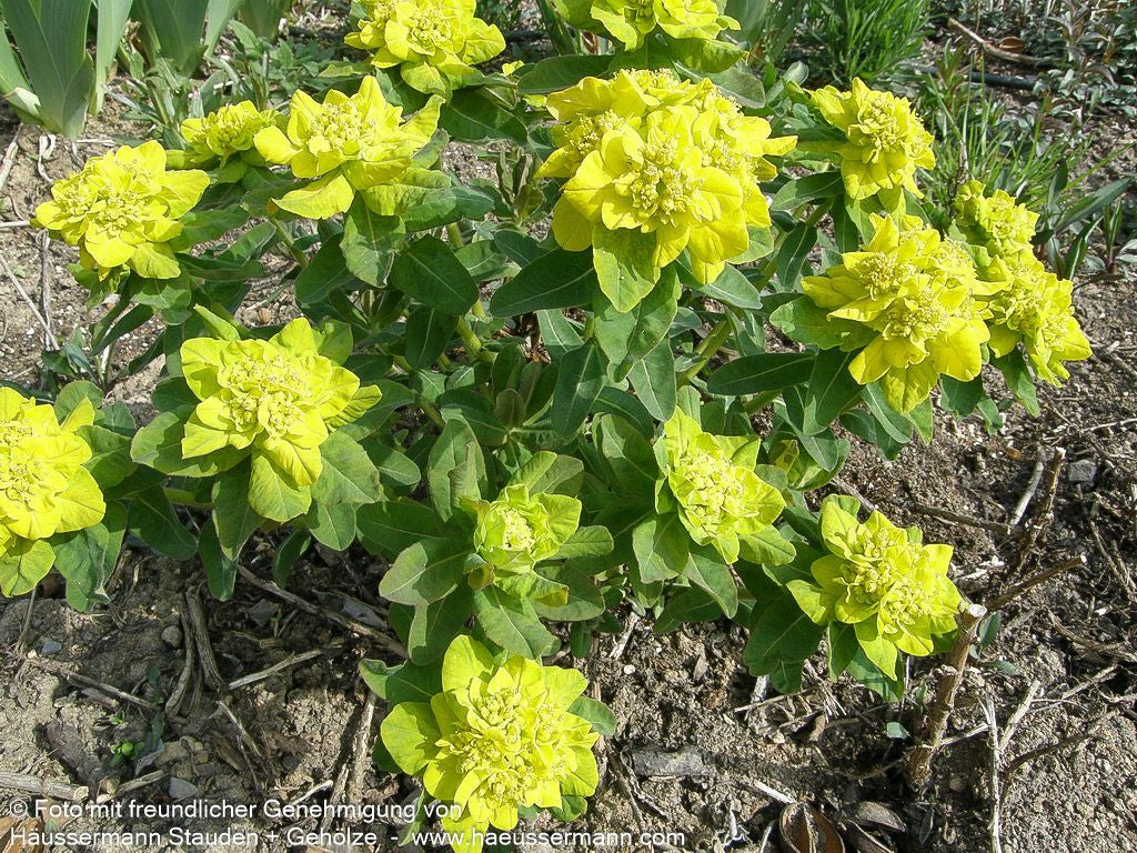 Gold-Wolfsmilch (Euphorbia polychroma)