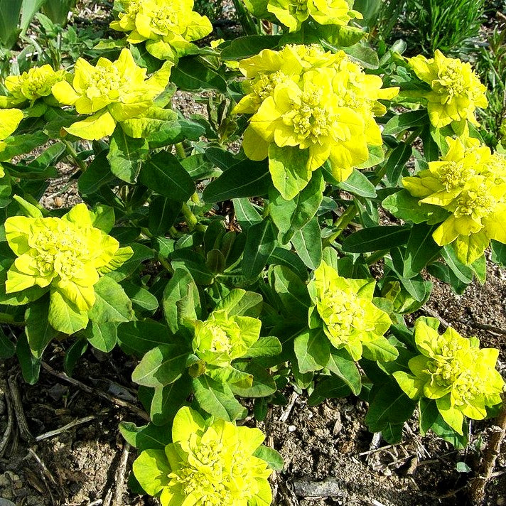 Gold-Wolfsmilch (Euphorbia polychroma)