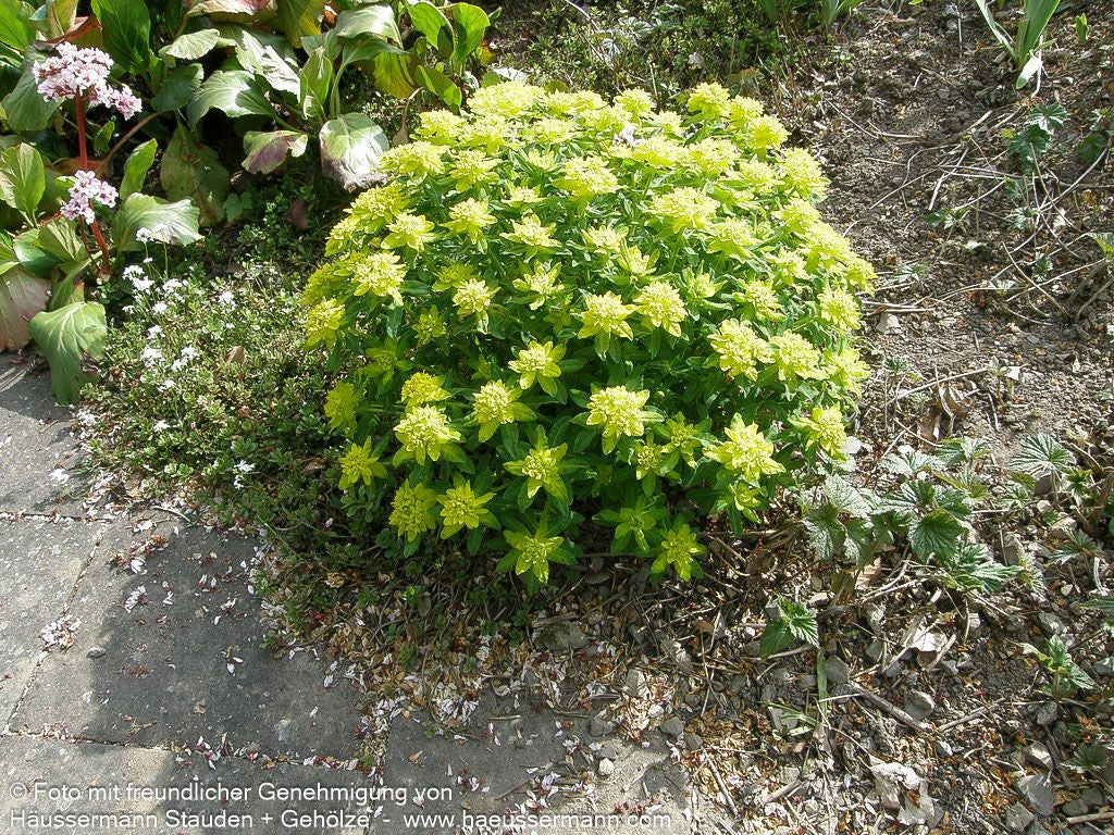 Gold-Wolfsmilch (Euphorbia polychroma)