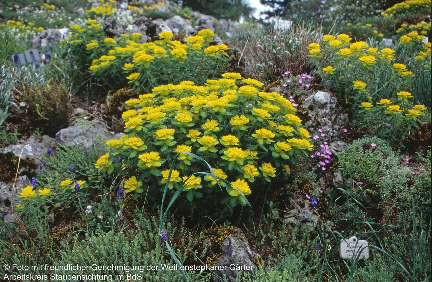 Gold-Wolfsmilch (Euphorbia polychroma)