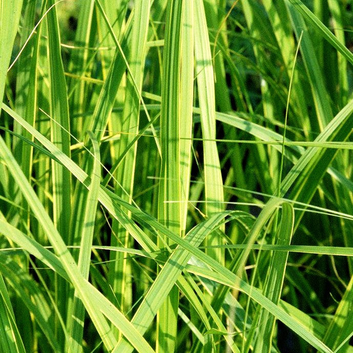 Goldbandgras 'Aureomarginata' (Spartina pectinata)