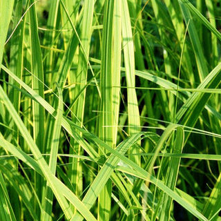 Goldbandgras 'Aureomarginata' (Spartina pectinata)