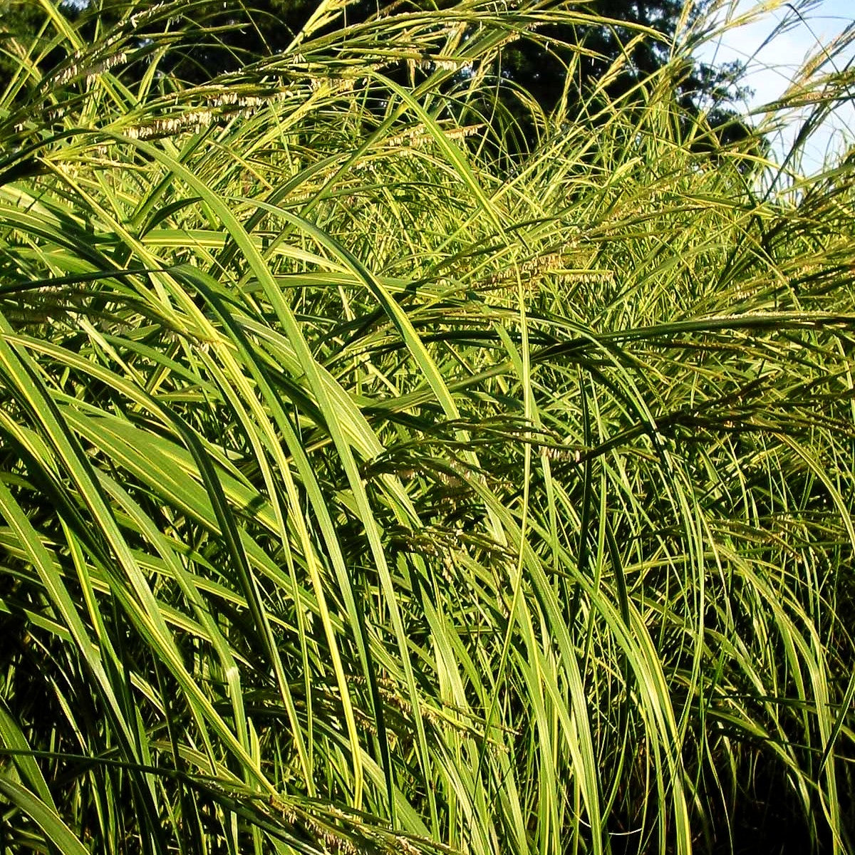 Goldbandgras 'Aureomarginata' (Spartina pectinata)