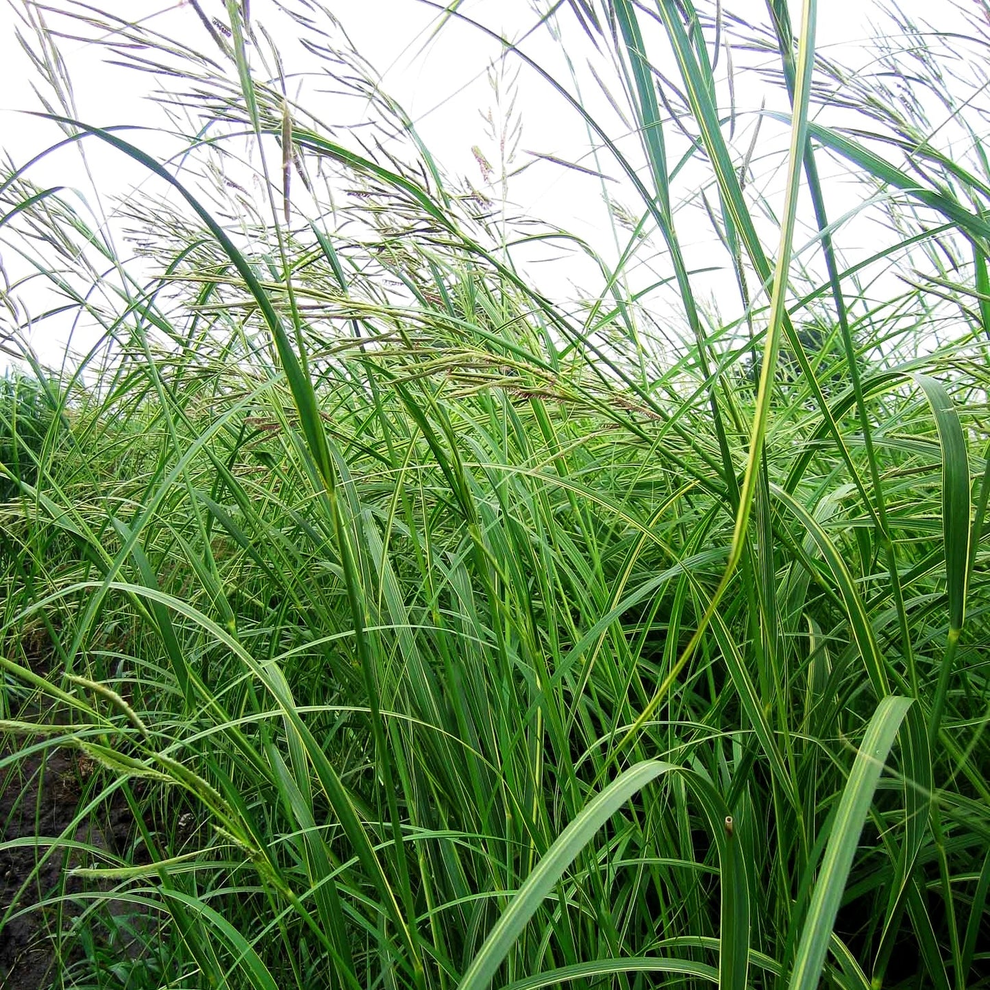 Goldbandgras 'Aureomarginata' (Spartina pectinata)