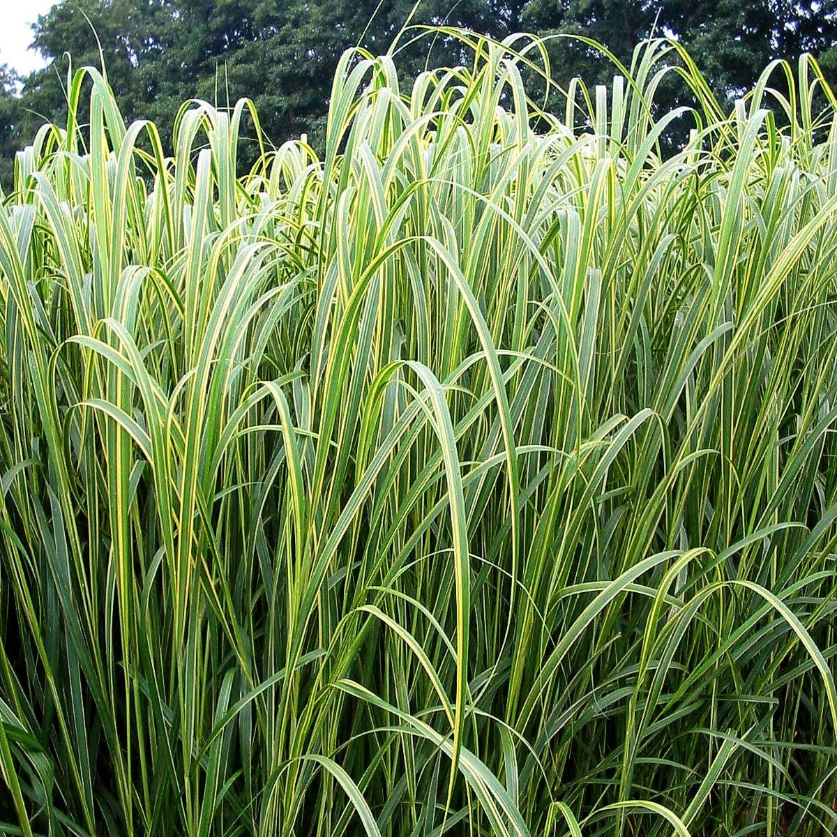 Goldbandgras 'Aureomarginata' (Spartina pectinata)