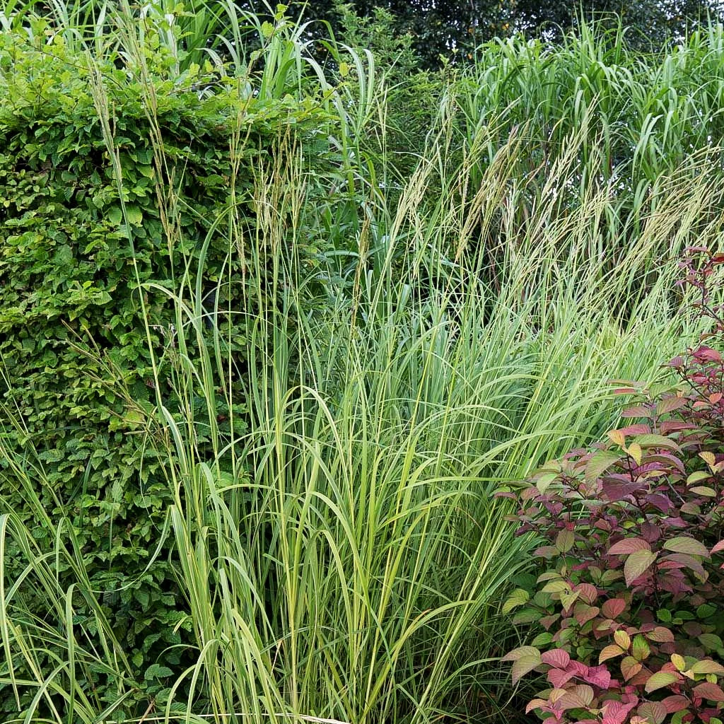 Goldbandgras 'Aureomarginata' (Spartina pectinata)