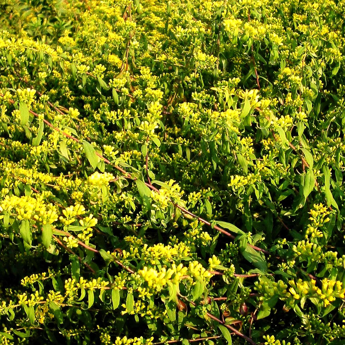 Goldbandrute (Solidago caesia)