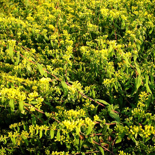 Goldbandrute (Solidago caesia)