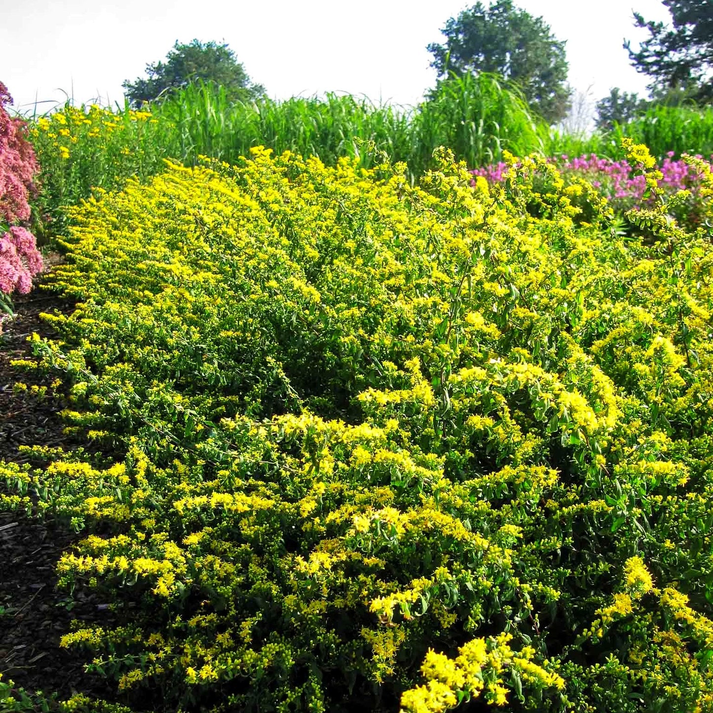 Goldbandrute (Solidago caesia)