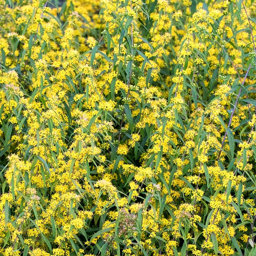 Goldbandrute (Solidago caesia)