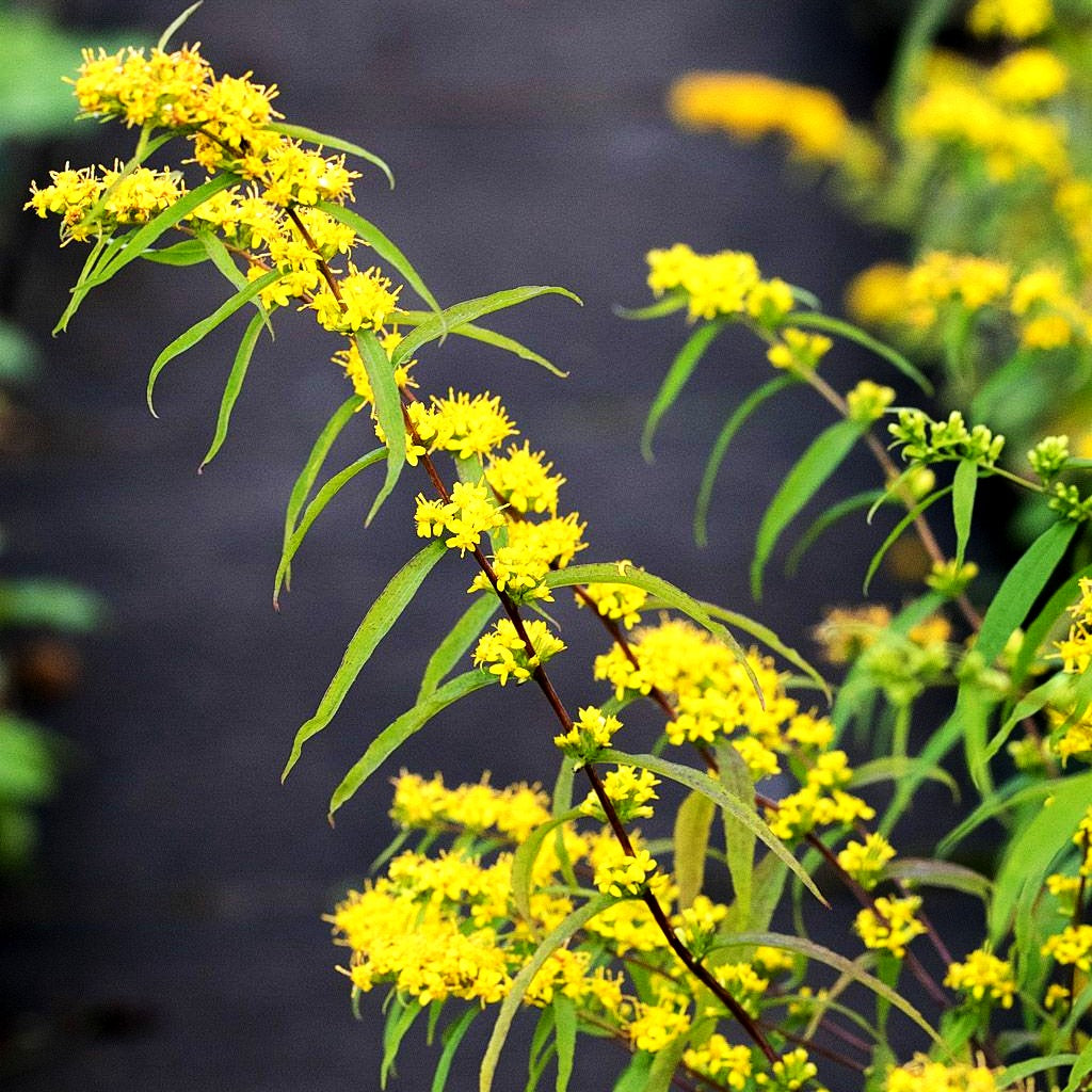 Goldbandrute (Solidago caesia)