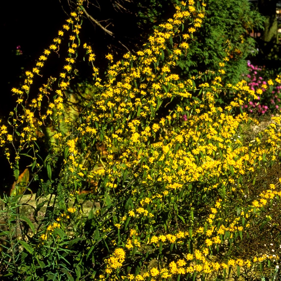 Goldbandrute (Solidago caesia)