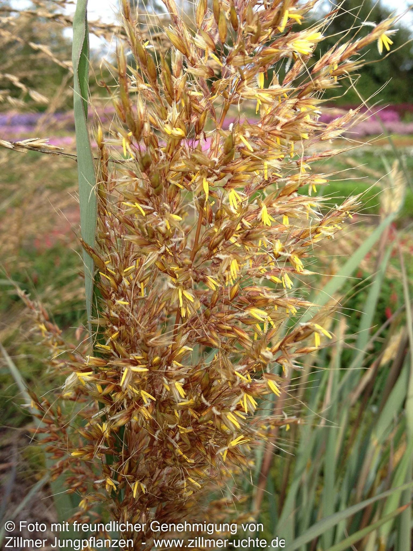 Goldbartgras 'Sioux Blue' (Sorghastrum nutans)