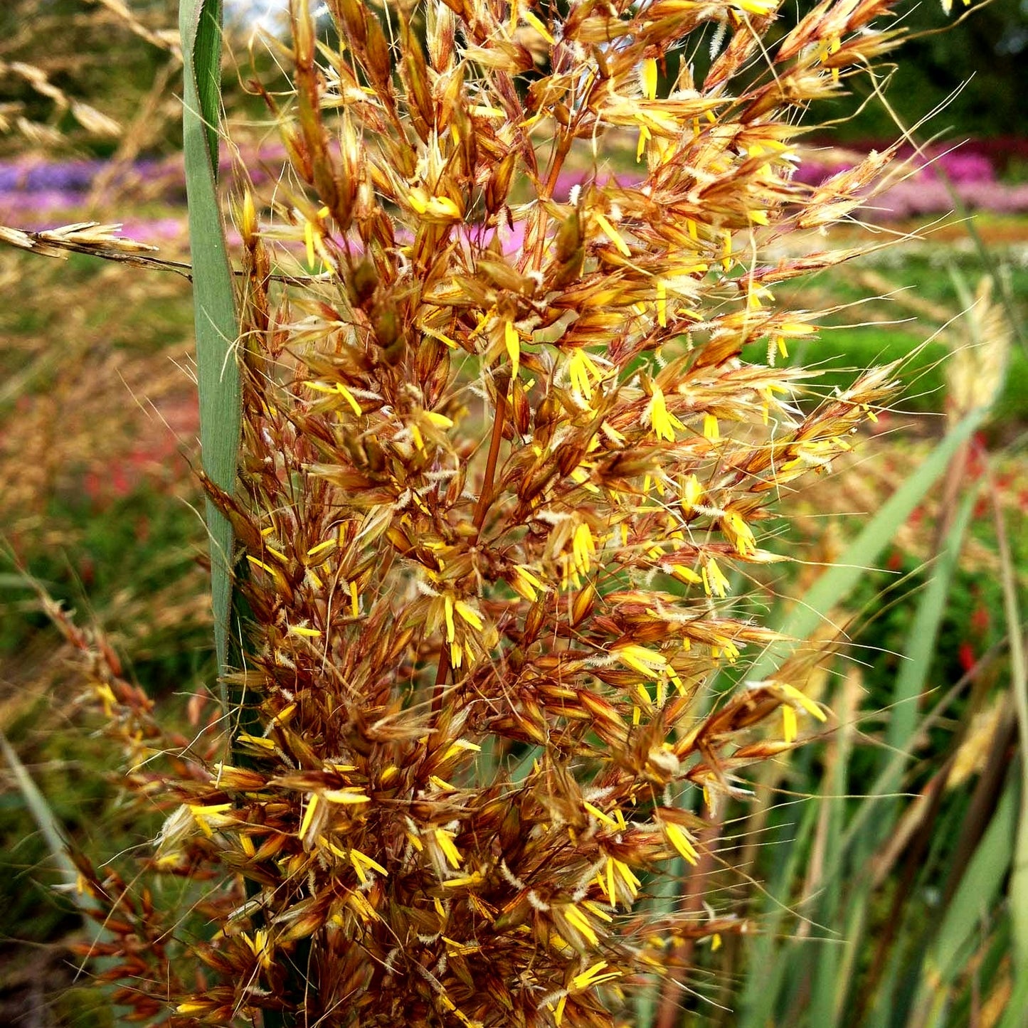Goldbartgras 'Sioux Blue' (Sorghastrum nutans)