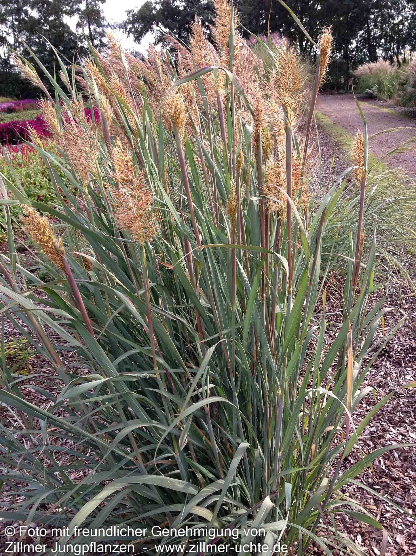 Goldbartgras 'Sioux Blue' (Sorghastrum nutans)