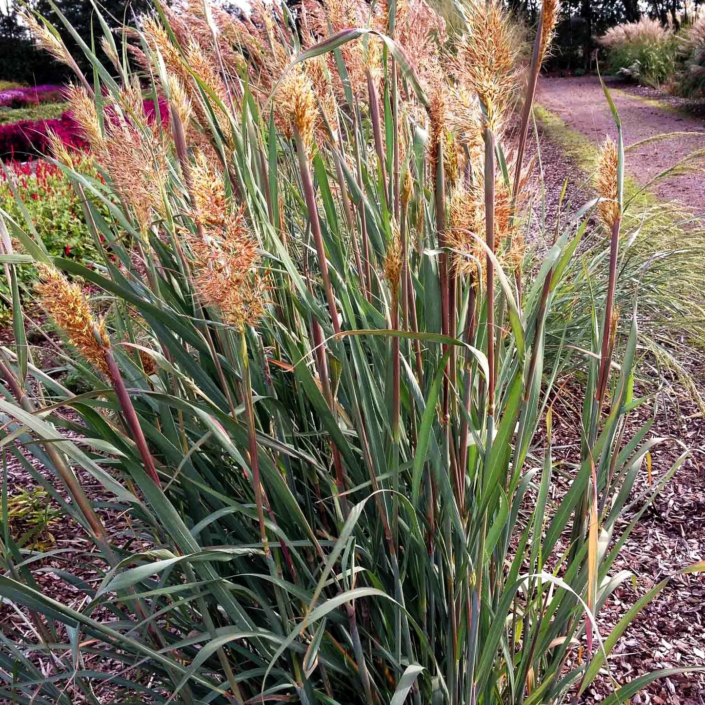 Goldbartgras 'Sioux Blue' (Sorghastrum nutans)
