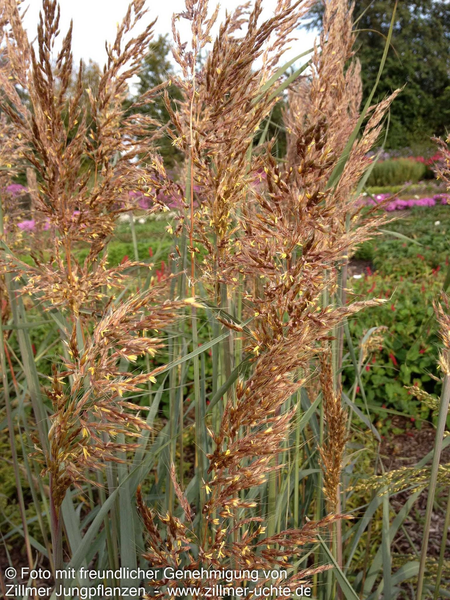 Goldbartgras 'Sioux Blue' (Sorghastrum nutans)