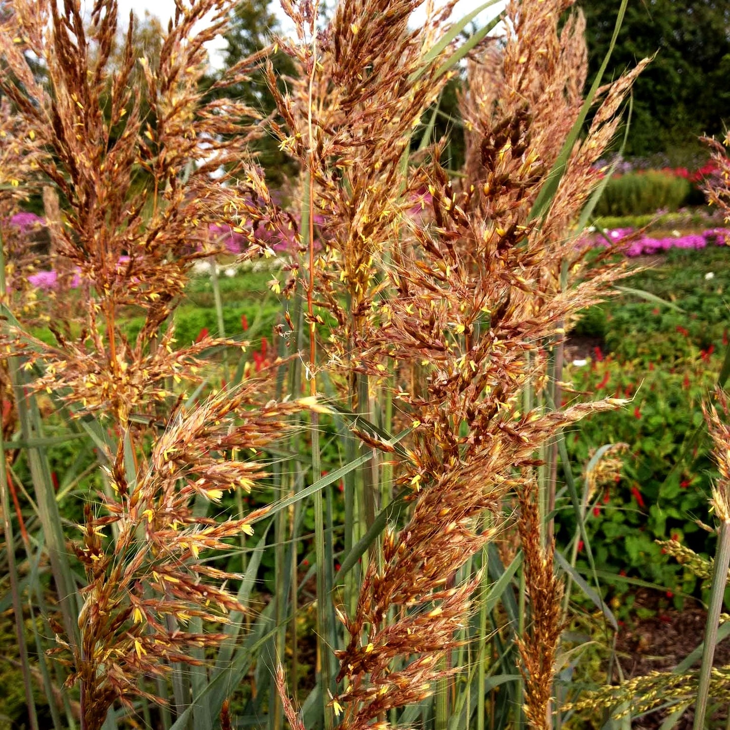 Goldbartgras 'Sioux Blue' (Sorghastrum nutans)