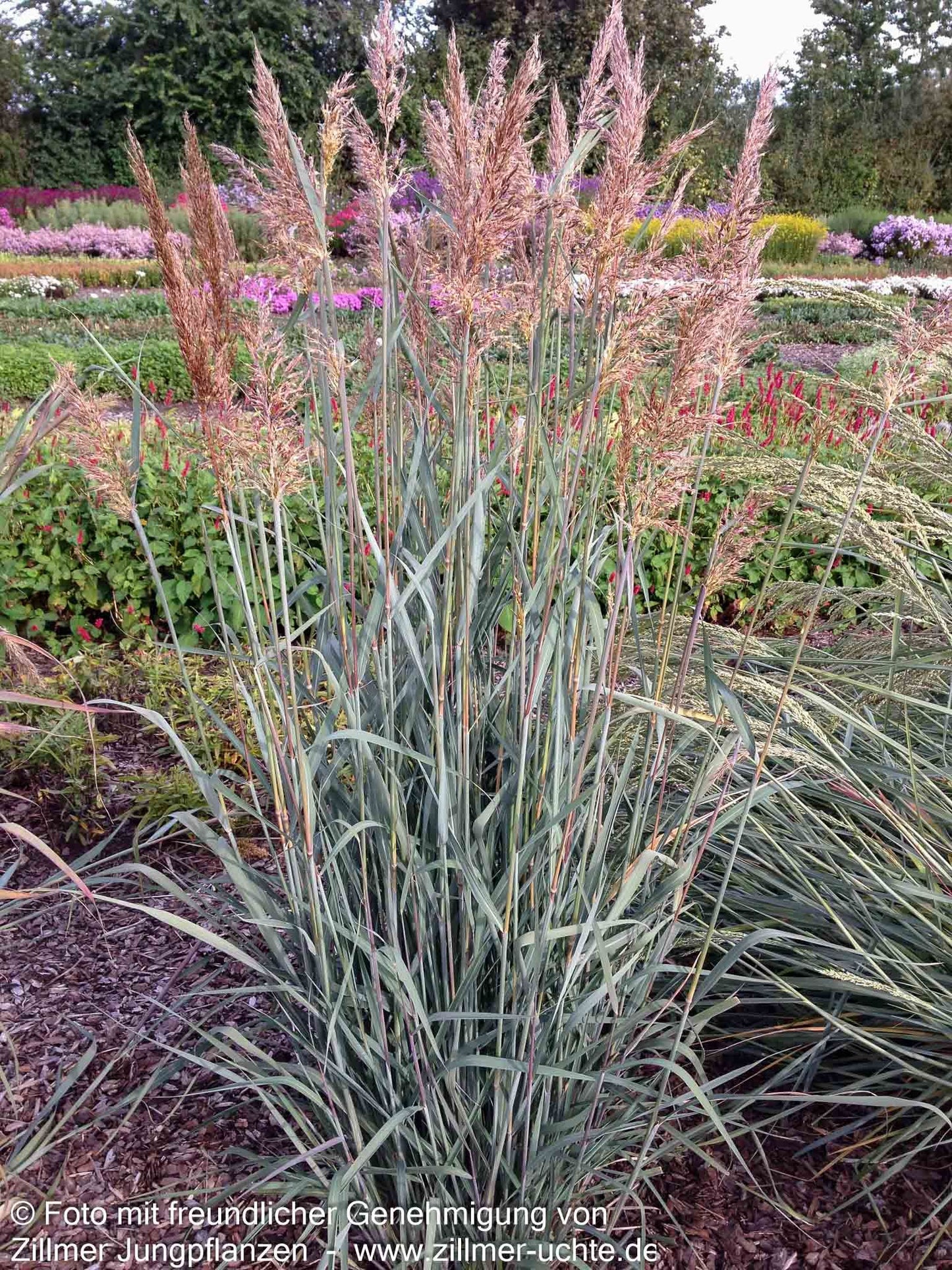 Goldbartgras 'Sioux Blue' (Sorghastrum nutans)