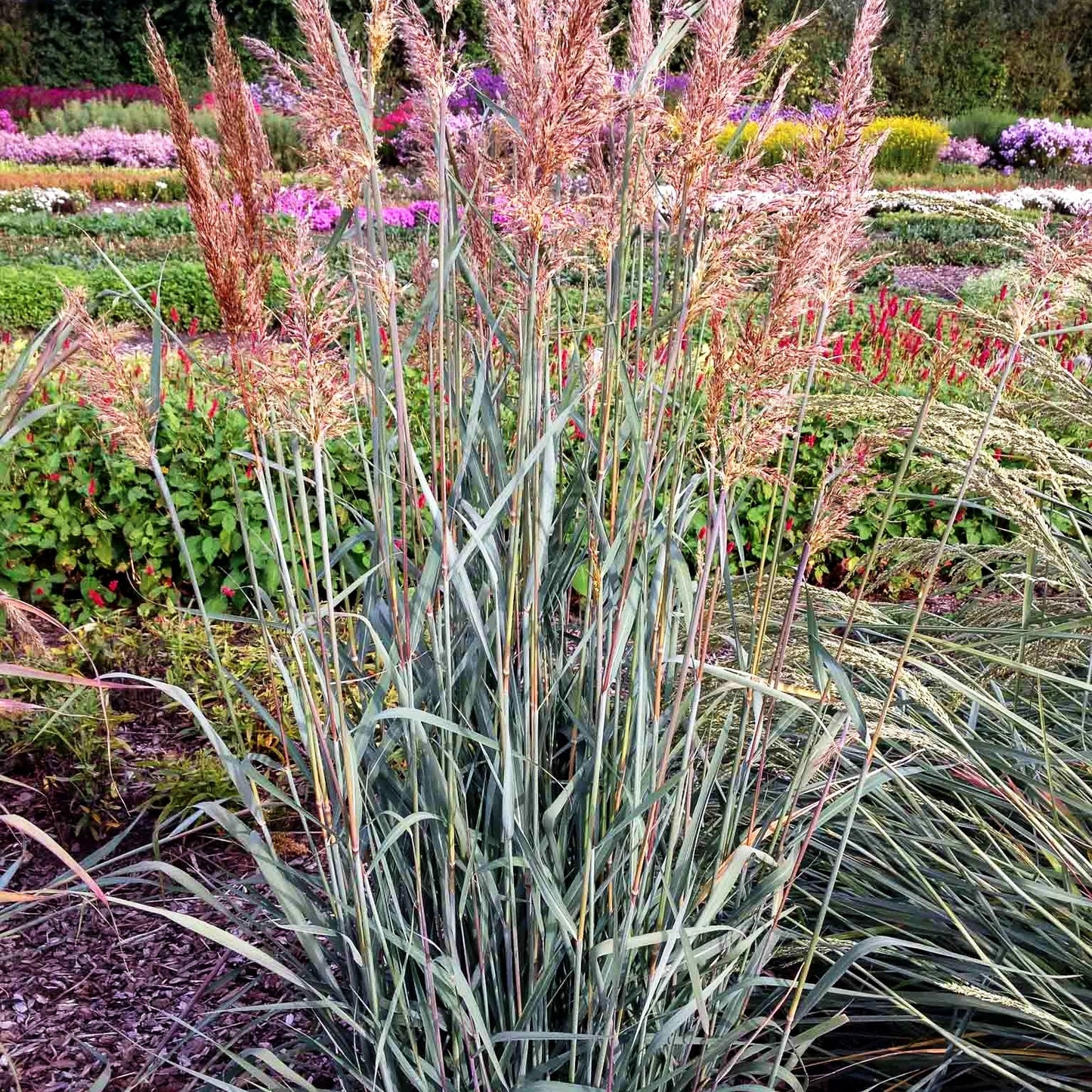Goldbartgras 'Sioux Blue' (Sorghastrum nutans)