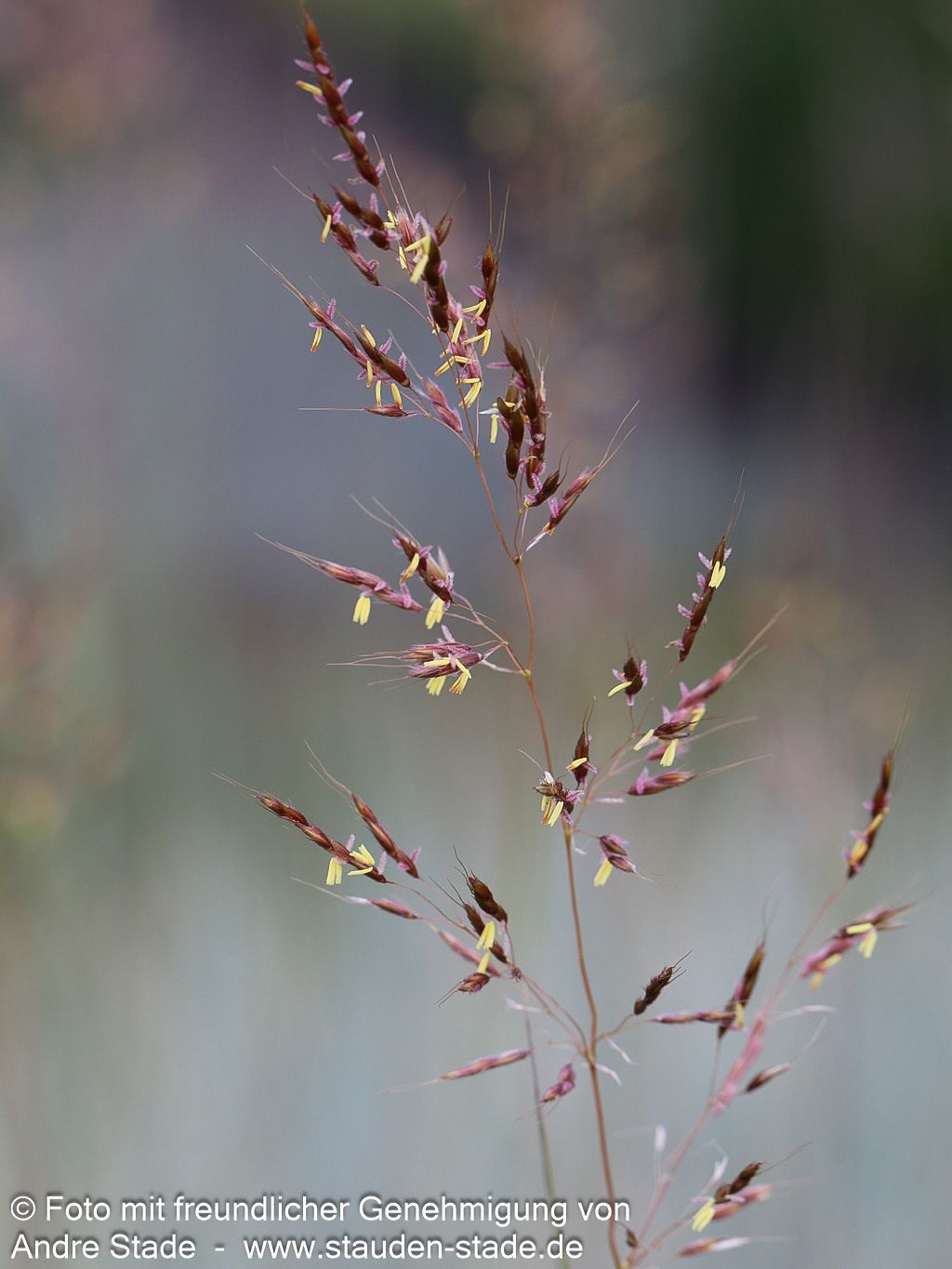 Goldbartgras 'Sioux Blue' (Sorghastrum nutans)