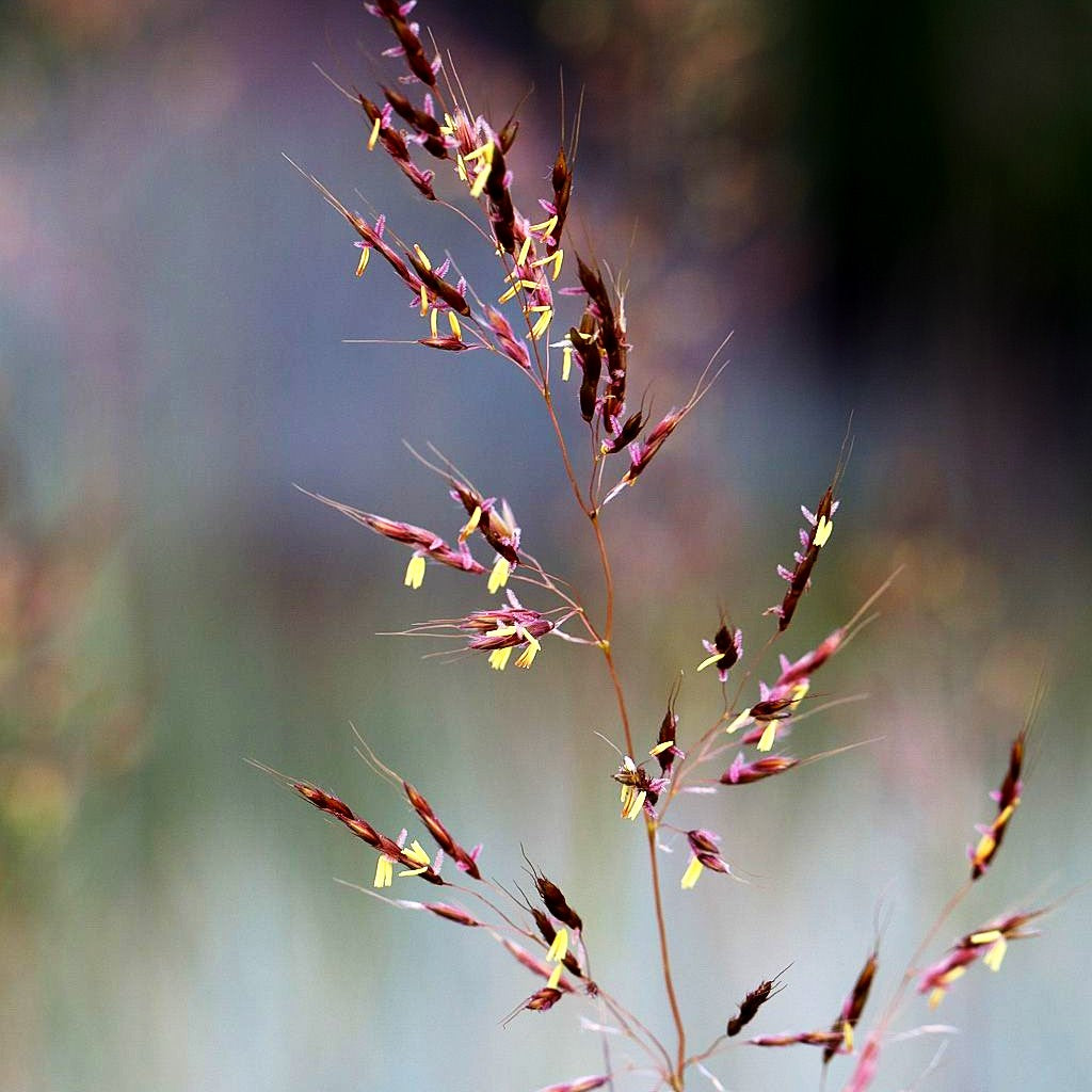 Goldbartgras 'Sioux Blue' (Sorghastrum nutans)