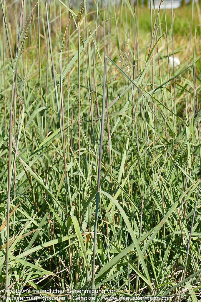 Goldbartgras 'Sioux Blue' (Sorghastrum nutans)