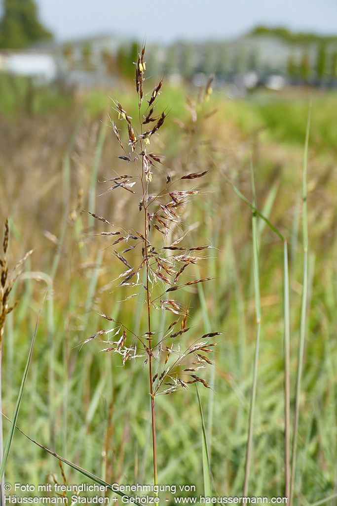 Goldbartgras 'Sioux Blue' (Sorghastrum nutans)