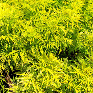 Goldblättriger Traubenholunder 'Golden Lace' (Sambucus racemosa)