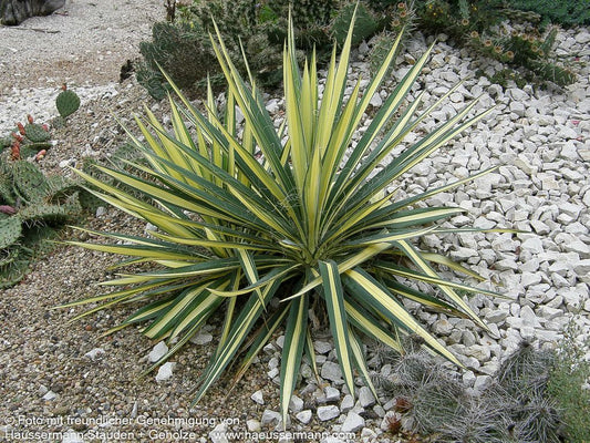 Goldblatt-Palmlilie 'Color Guard' (Yucca filamentosa)