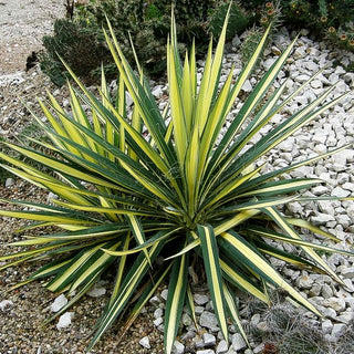 Goldblatt-Palmlilie 'Color Guard' (Yucca filamentosa)
