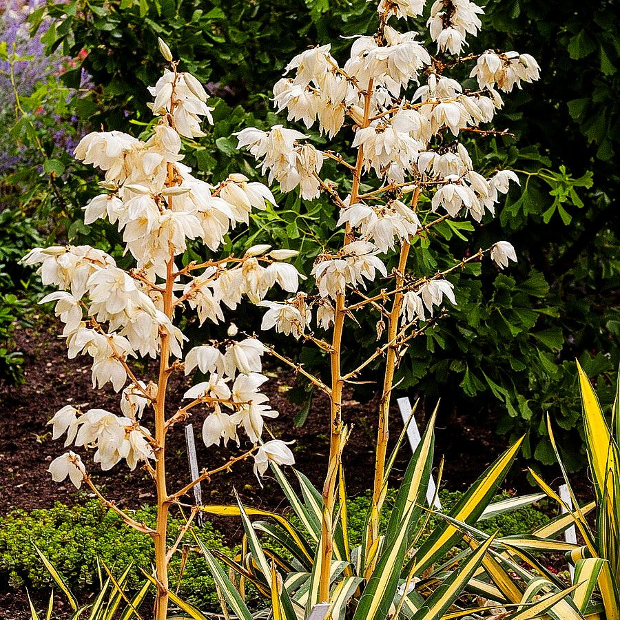 Goldblatt-Palmlilie 'Color Guard' (Yucca filamentosa)