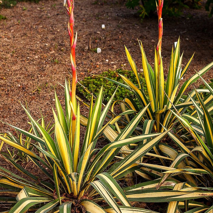 Goldblatt-Palmlilie 'Color Guard' (Yucca filamentosa)