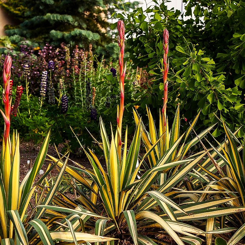 Goldblatt-Palmlilie 'Color Guard' (Yucca filamentosa)
