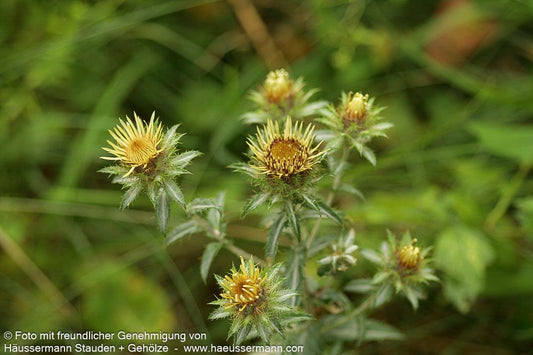 Golddistel (Carlina vulgaris)