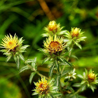 Golddistel (Carlina vulgaris)