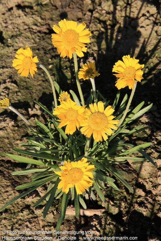 Golddukaten (Hymenoxys scaposa)