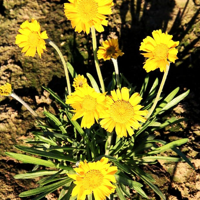 Golddukaten (Hymenoxys scaposa)
