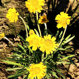 Golddukaten (Hymenoxys scaposa)