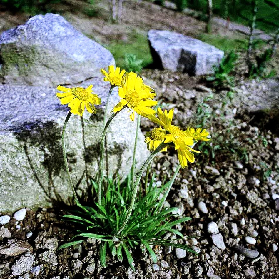 Golddukaten (Hymenoxys scaposa)