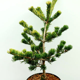 Goldene Mädchen-Kiefer 'Fukai' (Pinus parviflora)
