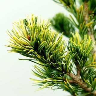 Goldene Mädchen-Kiefer 'Fukai' (Pinus parviflora)